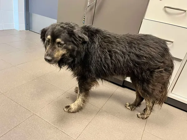 Znaleziono psa, Bydgoszcz, 10 maja 2025