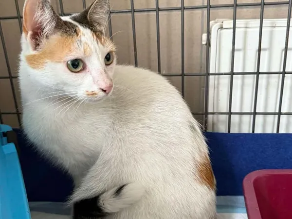 Znaleziono kota, Bydgoszcz, 10 maja 2025