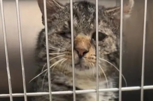 Kot do adopcji, Radom, 13 maja 2025