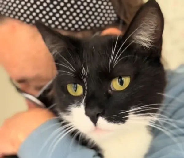 Kot do adopcji, Radom, 12 maja 2025