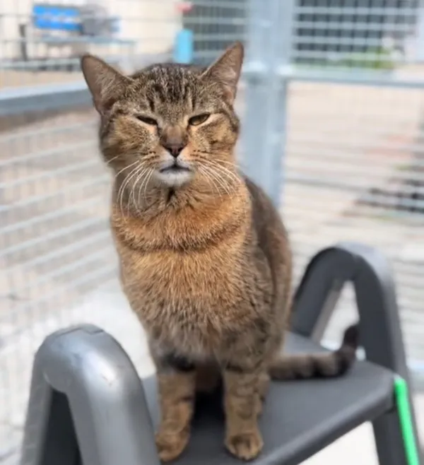 Kot do adopcji, Radom, 12 maja 2025