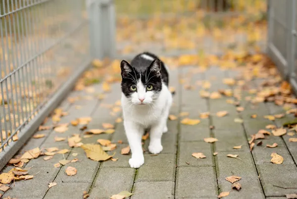 Kot do adopcji, Częstochowa, 3 stycznia 2025 (4/5)