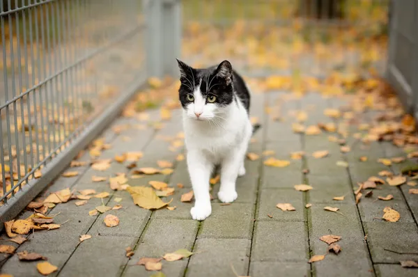 Kot do adopcji, Częstochowa, 3 stycznia 2025 (5/5)