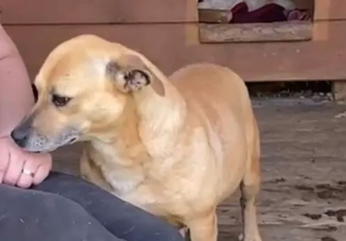 Pies do adopcji, Głowno, 12 maja 2025 (1/5)