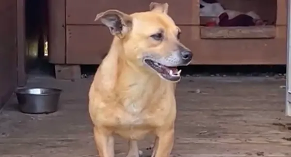 Pies do adopcji, Głowno, 12 maja 2025 (3/5)