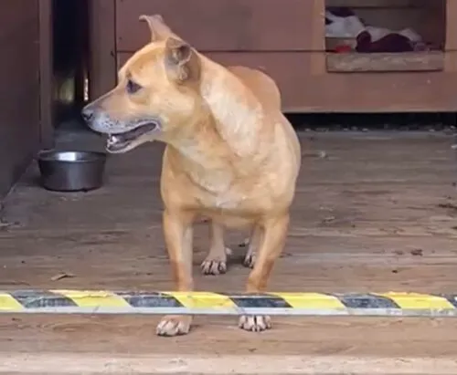 Pies do adopcji, Głowno, 12 maja 2025 (4/5)