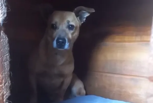 Pies do adopcji, Głowno, 12 maja 2025 (5/5)