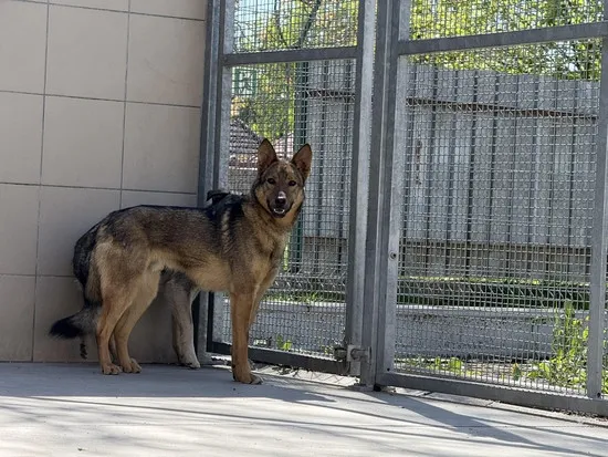 Pies do adopcji, Kraków, 28 kwietnia 2025