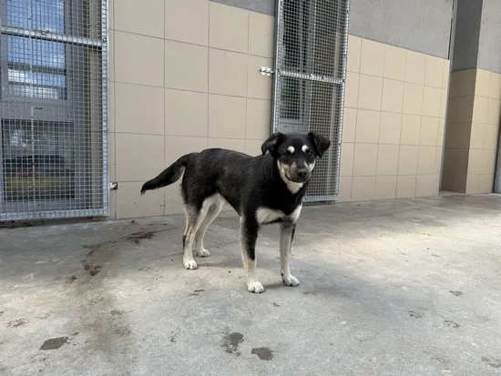 Pies do adopcji, Kraków, 28 kwietnia 2025