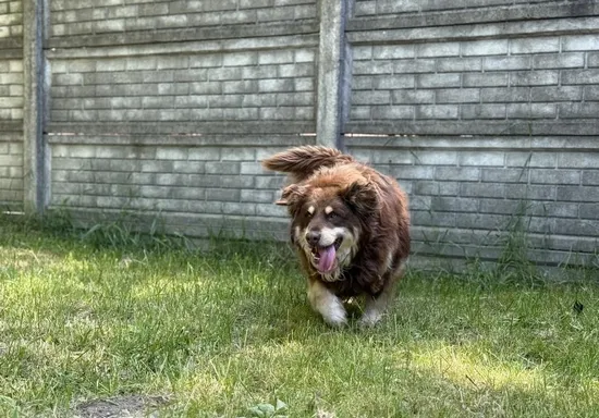 Pies do adopcji, Kraków, 28 kwietnia 2025 (3/5)