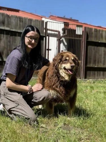 Pies do adopcji, Kraków, 28 kwietnia 2025 (5/5)