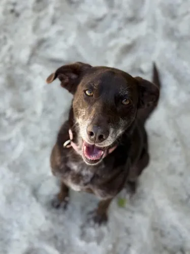 Pies do adopcji, Kraków, 28 kwietnia 2025 (2/5)