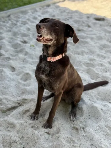 Pies do adopcji, Kraków, 28 kwietnia 2025 (4/5)