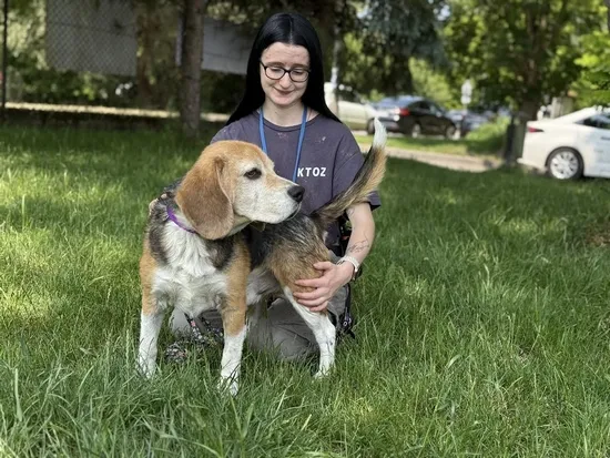 Pies do adopcji, Kraków, 28 kwietnia 2025 (3/4)