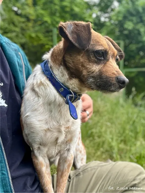 Pies do adopcji, Bydgoszcz, 13 maja 2025 (3/5)