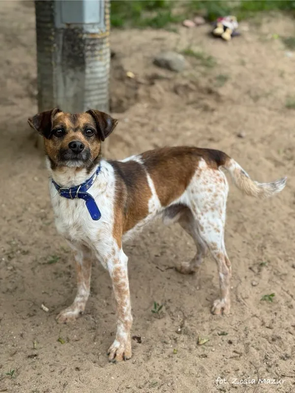 Pies do adopcji, Bydgoszcz, 13 maja 2025 (5/5)
