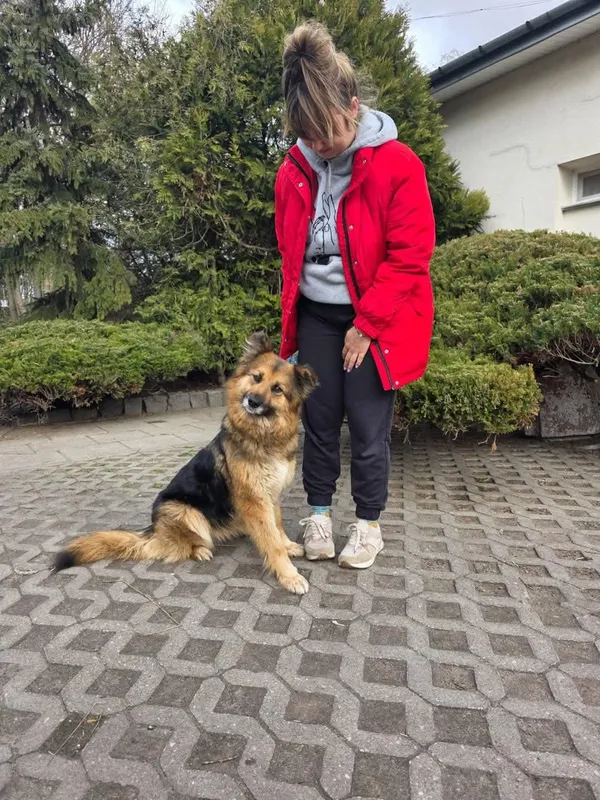 Pies do adopcji, Radom, 12 maja 2025 (2/5)