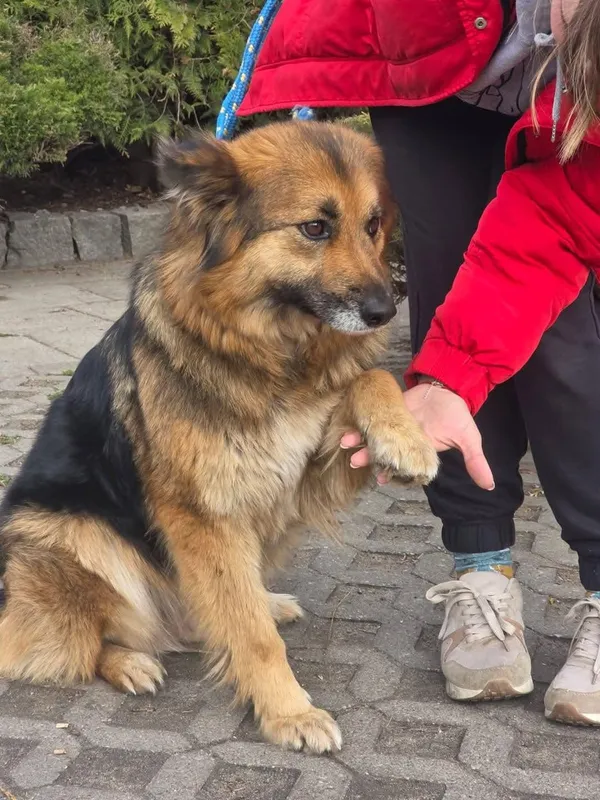 Pies do adopcji, Radom, 12 maja 2025 (4/5)