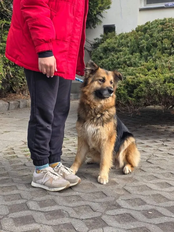 Pies do adopcji, Radom, 12 maja 2025 (5/5)