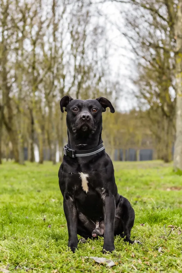 Pies do adopcji, Radom, 12 maja 2025 (1/5)