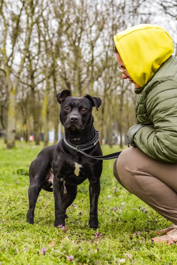 Pies do adopcji, Radom, 12 maja 2025 (4/5)