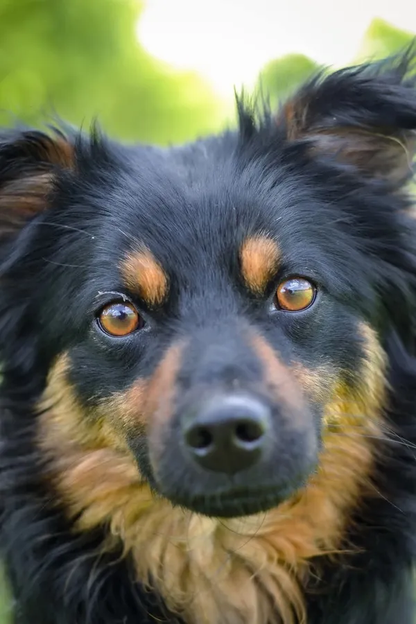 Pies do adopcji, Radom, 19 maja 2025 (5/5)