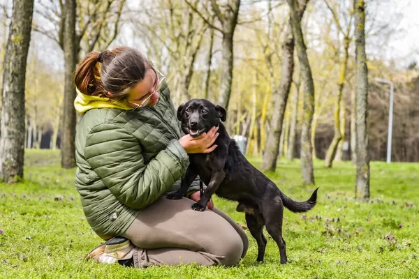 Pies do adopcji, Radom, 12 maja 2025 (3/5)