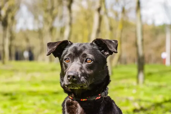 Pies do adopcji, Radom, 12 maja 2025 (5/5)