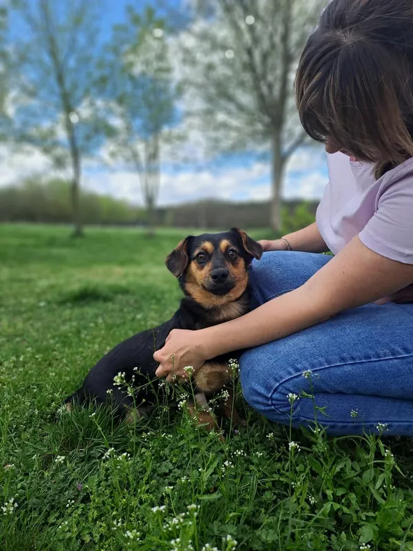 Pies do adopcji, Radom, 12 maja 2025 (5/5)