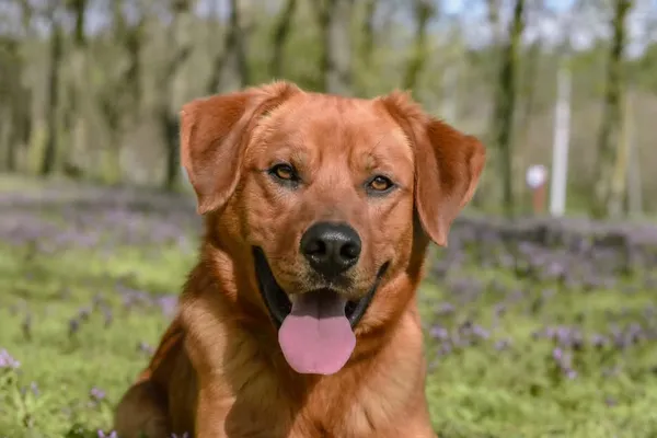 Pies do adopcji, Radom, 12 maja 2025 (1/5)