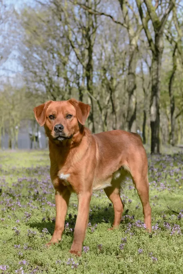 Pies do adopcji, Radom, 12 maja 2025 (2/5)