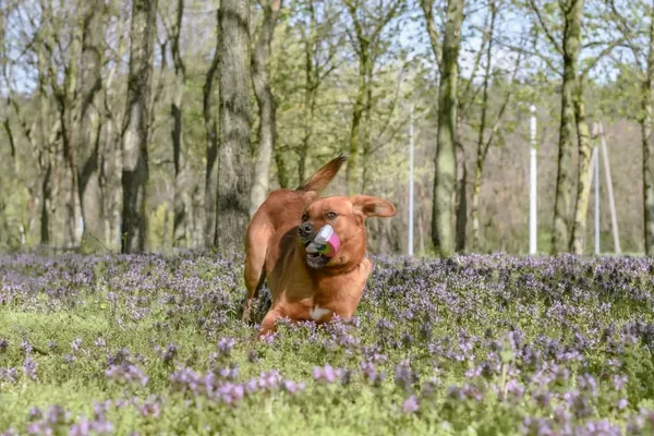 Pies do adopcji, Radom, 12 maja 2025 (5/5)