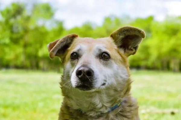 Pies do adopcji, Radom, 12 maja 2025 (1/5)