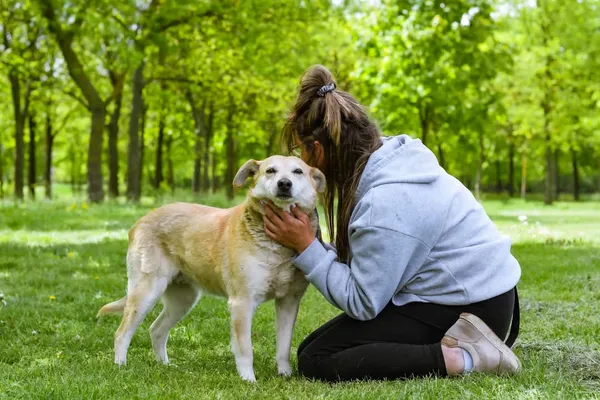 Pies do adopcji, Radom, 12 maja 2025 (2/5)