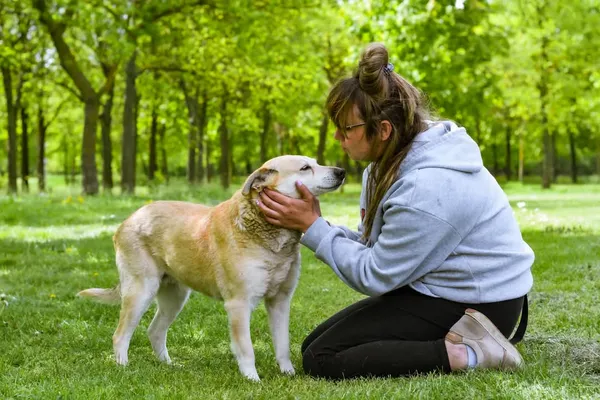 Pies do adopcji, Radom, 12 maja 2025 (3/5)