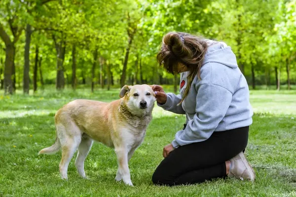 Pies do adopcji, Radom, 12 maja 2025 (4/5)