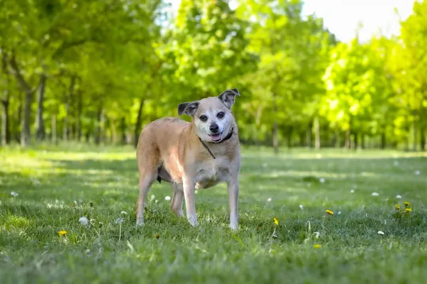 Pies do adopcji, Radom, 28 października 2025 (3/5)