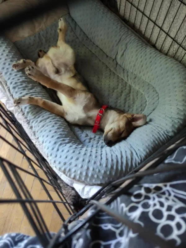 Pies do adopcji, Radom, 12 maja 2025 (5/5)