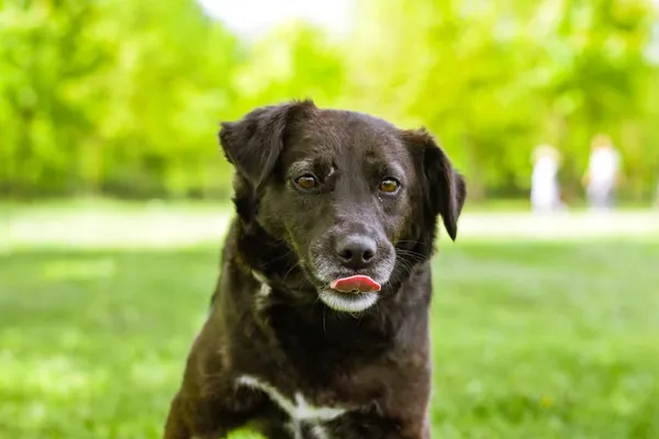 Pies do adopcji, Radom, 12 maja 2025 (1/5)