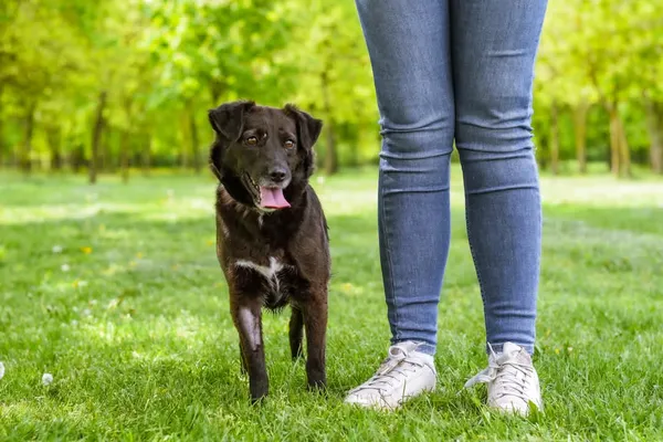 Pies do adopcji, Radom, 12 maja 2025 (2/5)