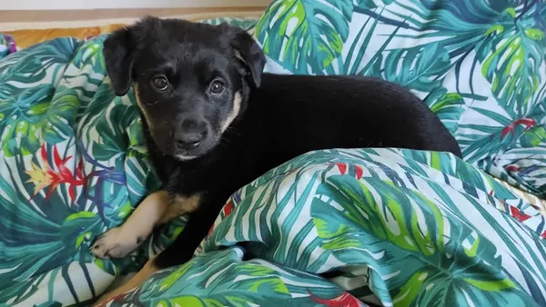 Pies do adopcji, Radom, 12 maja 2025 (1/5)