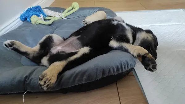 Pies do adopcji, Radom, 12 maja 2025 (2/5)