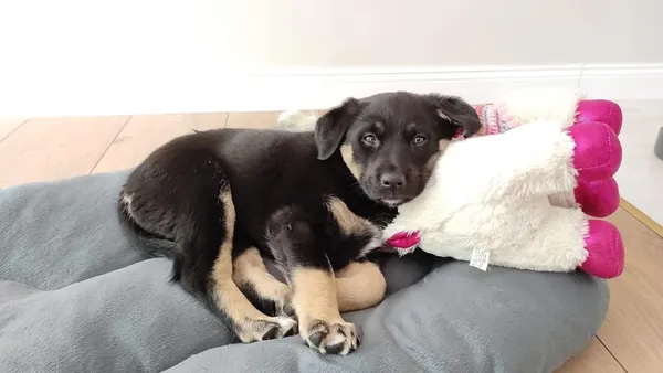 Pies do adopcji, Radom, 12 maja 2025 (3/5)