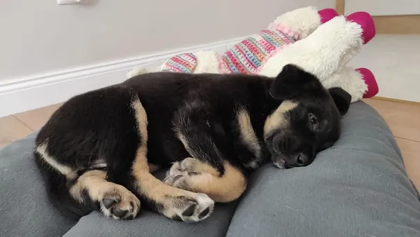 Pies do adopcji, Radom, 12 maja 2025 (5/5)