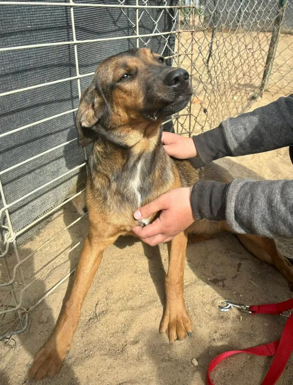 Pies do adopcji, Przyborówko, 12 maja 2025 (1/3)