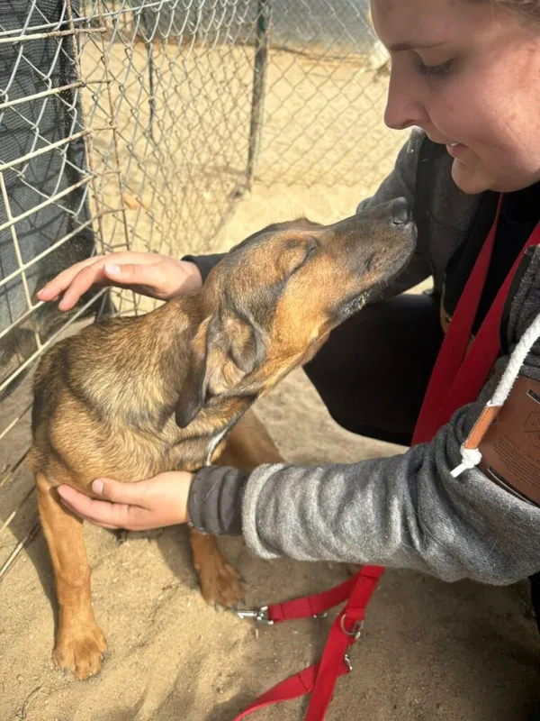 Pies do adopcji, Przyborówko, 12 maja 2025 (2/3)