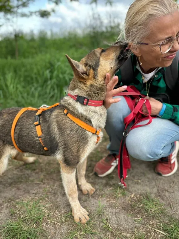 Pies do adopcji, Przyborówko, 29 lipca 2025 (1/4)
