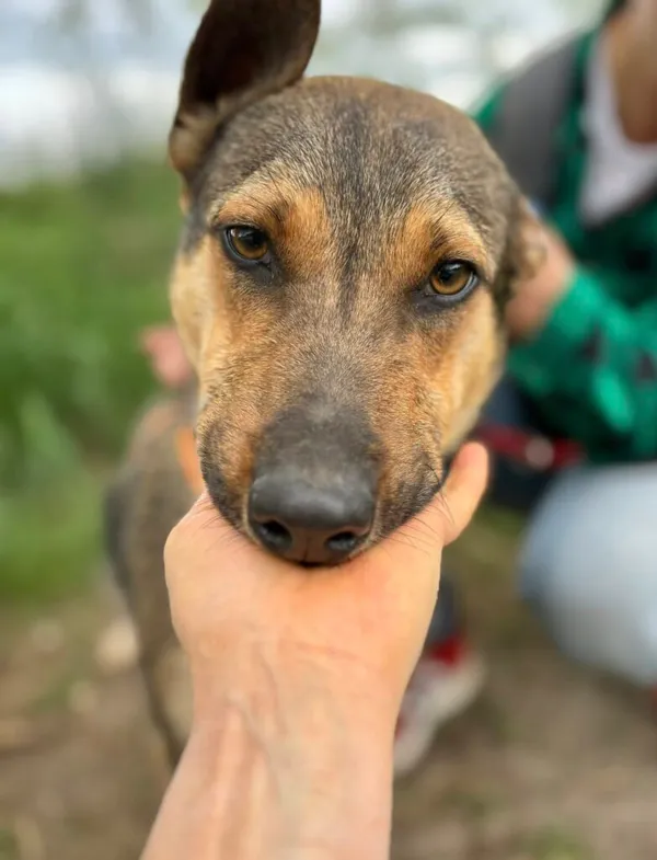 Pies do adopcji, Przyborówko, 29 lipca 2025 (2/4)