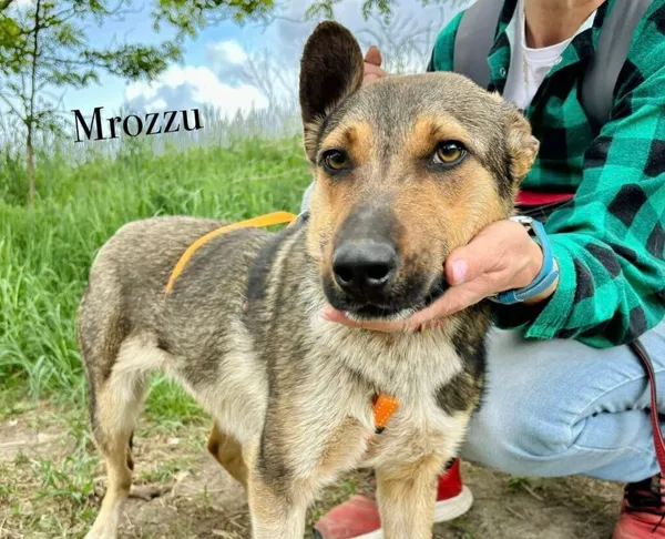 Pies do adopcji, Przyborówko, 29 lipca 2025 (3/4)