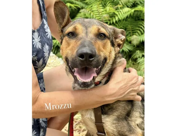 Pies do adopcji, Przyborówko, 29 lipca 2025 (4/4)